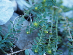 Euphorbia herniariifolia