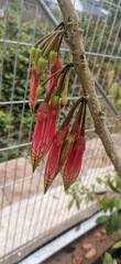 Agapetes megacarpa