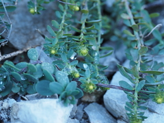 Euphorbia herniariifolia