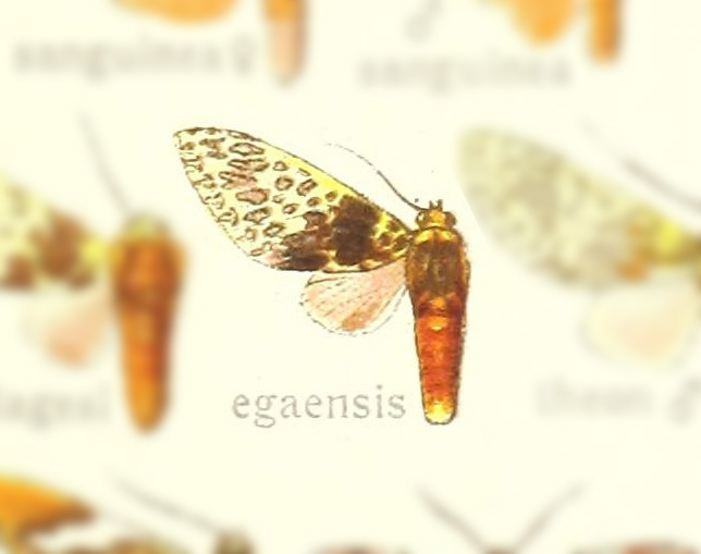 Amaxia egaensis