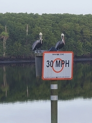 Pelecanus occidentalis