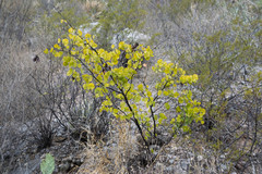 Senegalia crassifolia