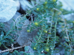 Euphorbia herniariifolia