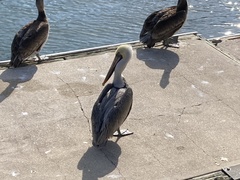 Pelecanus occidentalis