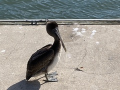 Pelecanus occidentalis