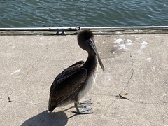 Pelecanus occidentalis