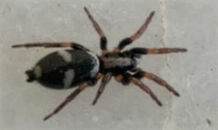 Poecilochroa