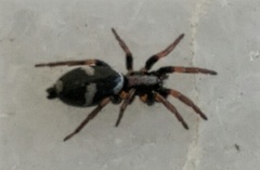 Poecilochroa