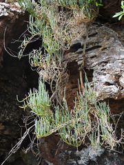 Salicornia littorea
