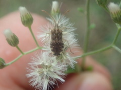 Cebrenis cauta