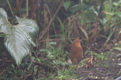 Grallaria saturata