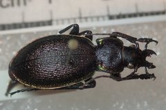 Carabus leachi