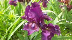 Iris