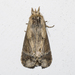Dasylophia anguina - Photo (c) Alenilson,  זכויות יוצרים חלקיות (CC BY-NC), uploaded by Alenilson