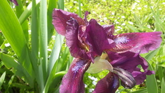 Iris