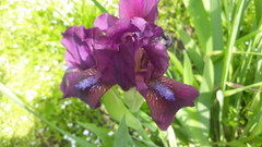 Iris