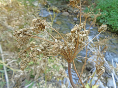 Angelica wheeleri
