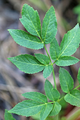 Angelica wheeleri
