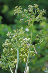 Angelica wheeleri