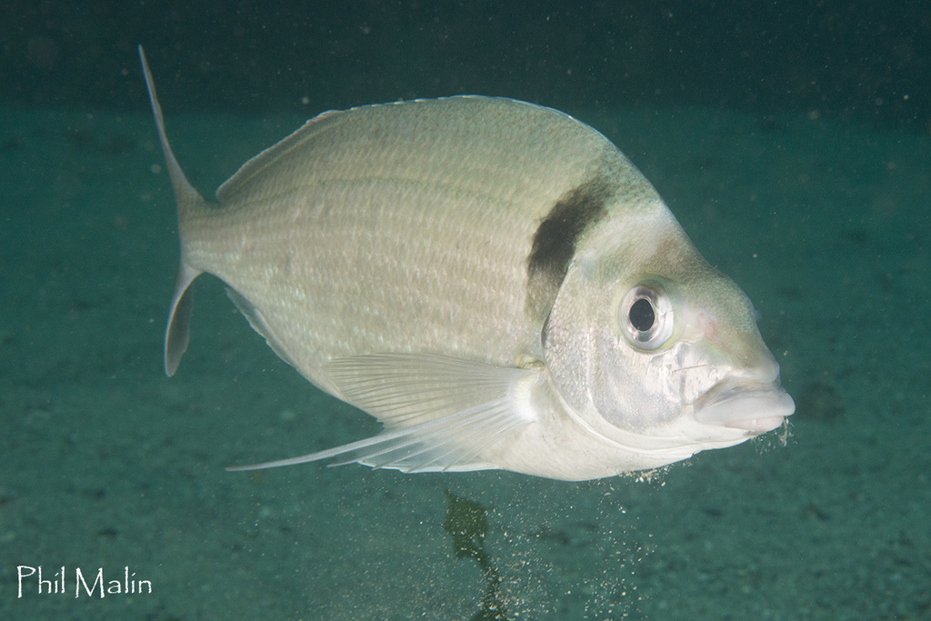 Hawaiian Morwong
