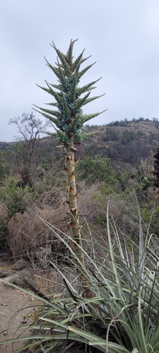 Puya alpestris