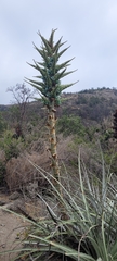 Puya alpestris
