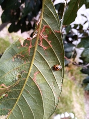 Harmonia axyridis