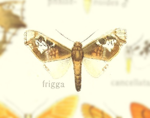 Gonotrephes friga