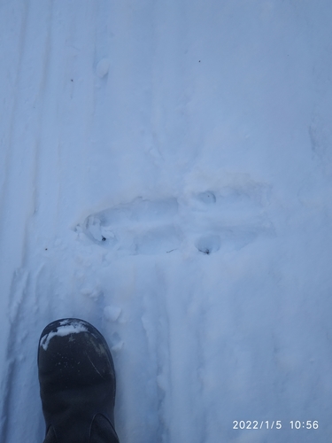 Moose