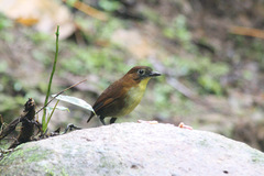 Grallaria flavotincta