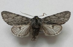 Brachionycha borealis