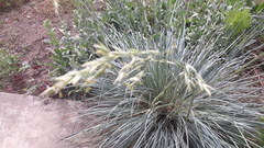Helictotrichon sempervirens