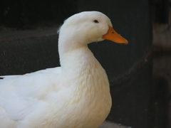 Anas platyrhynchos domesticus