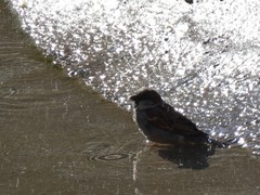 Passer domesticus