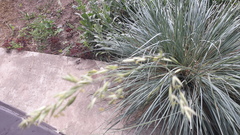 Helictotrichon sempervirens