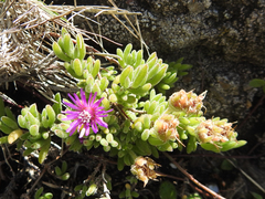 Drosanthemum candens