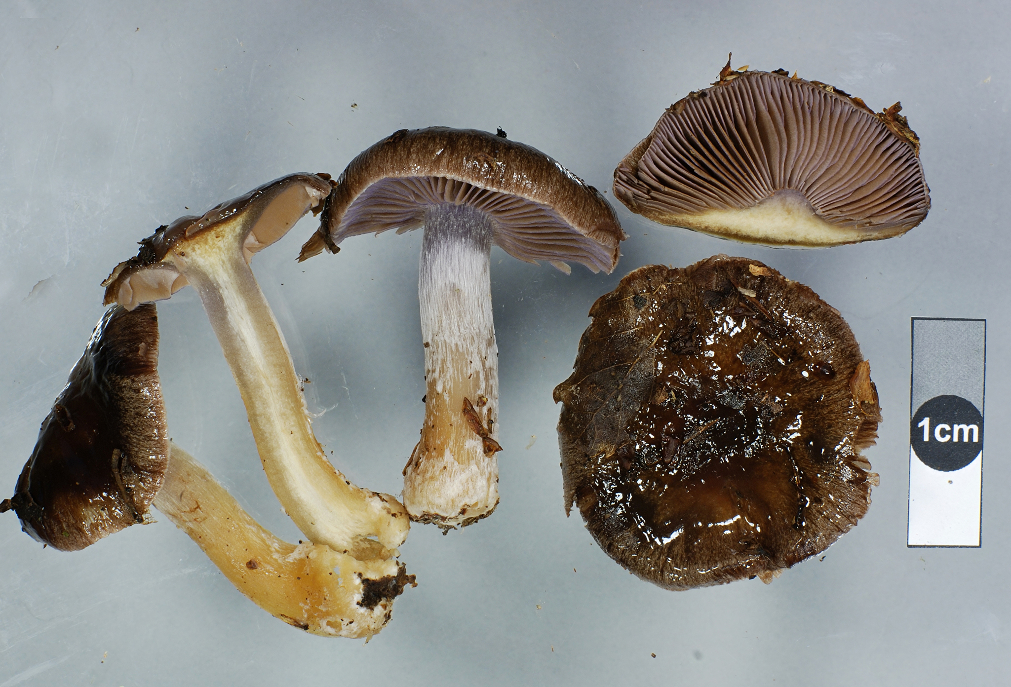 Cortinarius gymnocephalus image