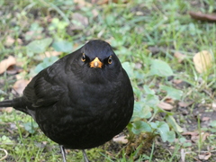Turdus merula