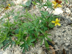 Viola lobata