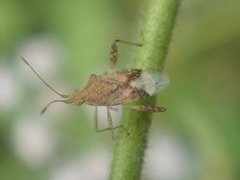 Harmostes angustatus