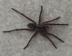 Lycosa erythrognatha