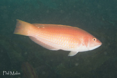 Pseudolabrus rubicundus
