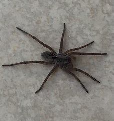 Lycosa erythrognatha