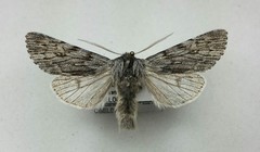 Brachionycha borealis