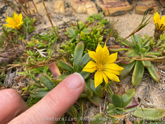 Gazania maritima