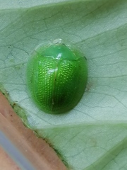 Aspidimorpha siticulosa