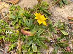 Gazania maritima