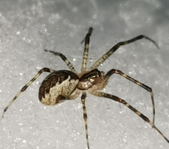 Pityohyphantes phrygianus