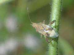 Harmostes angustatus