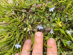Lobelia boivinii